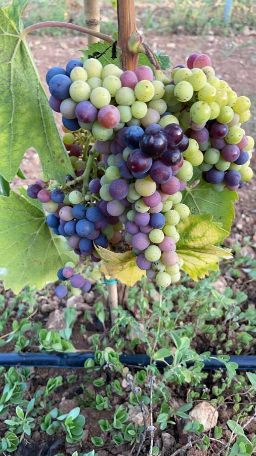 אוטרנטו Agriturismo Terra Rossa מראה חיצוני תמונה