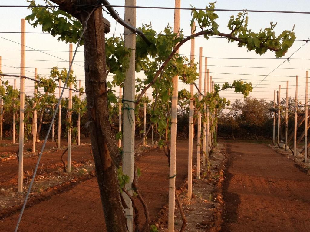 אוטרנטו Agriturismo Terra Rossa מראה חיצוני תמונה