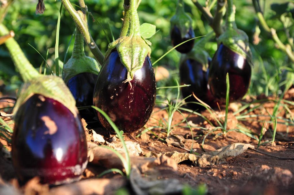 אוטרנטו Agriturismo Terra Rossa מראה חיצוני תמונה
