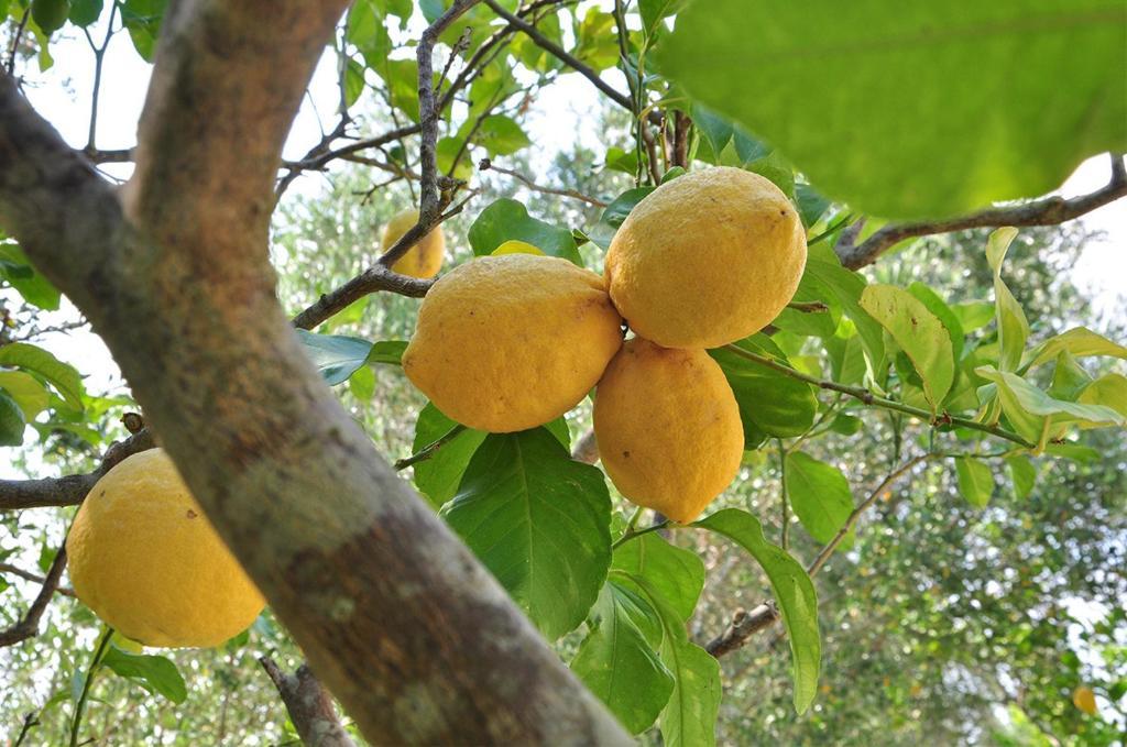 אוטרנטו Agriturismo Terra Rossa מראה חיצוני תמונה