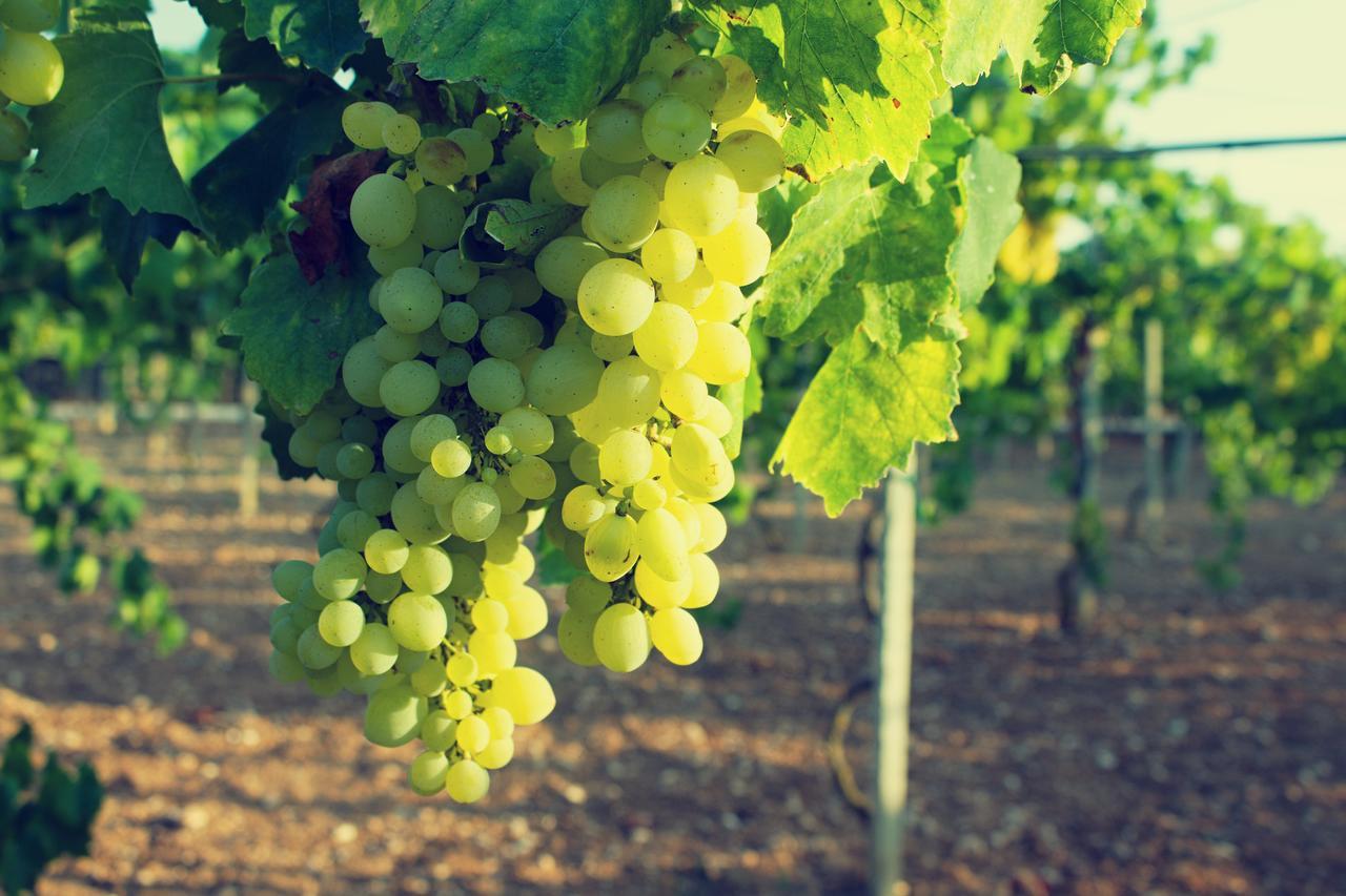 אוטרנטו Agriturismo Terra Rossa מראה חיצוני תמונה