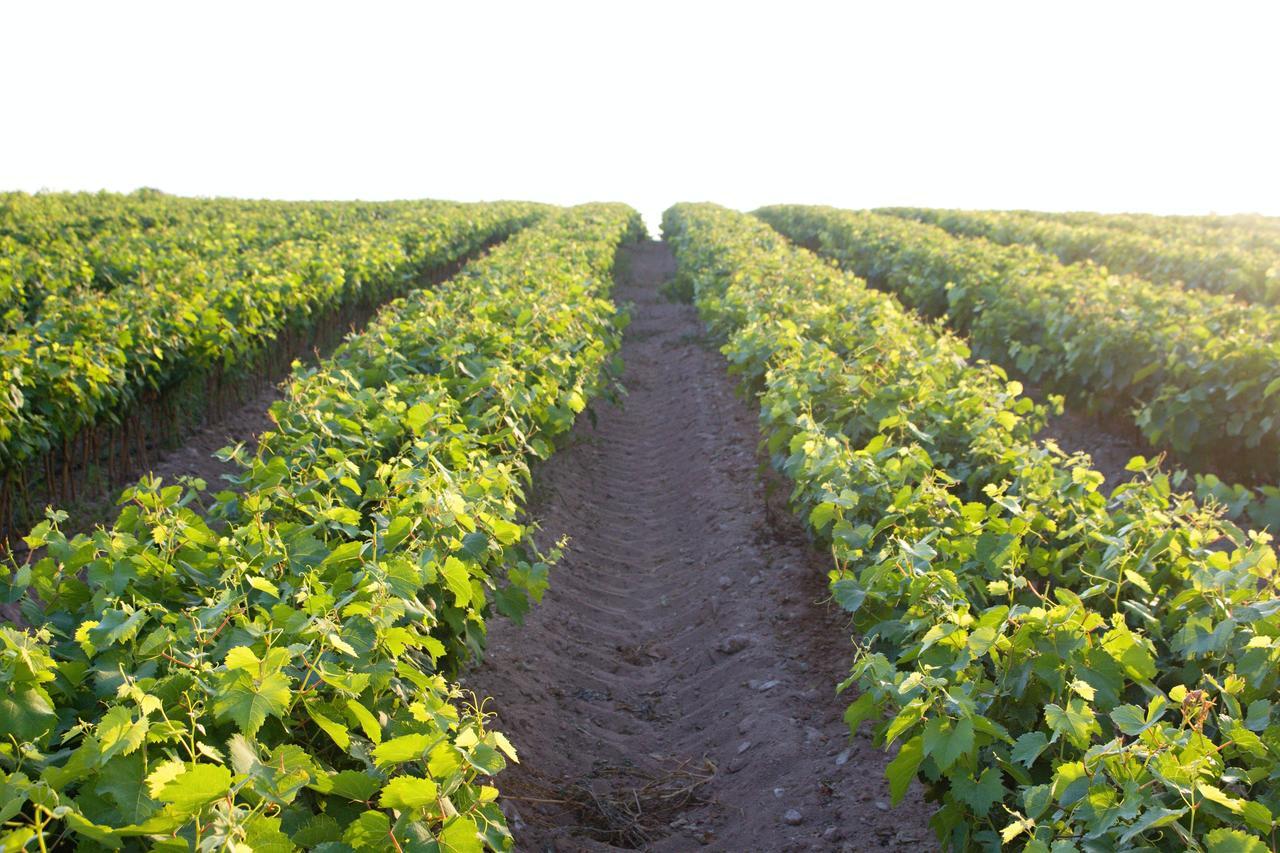 אוטרנטו Agriturismo Terra Rossa מראה חיצוני תמונה