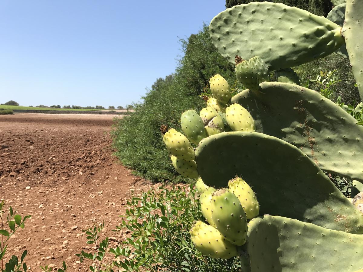 אוטרנטו Agriturismo Terra Rossa מראה חיצוני תמונה